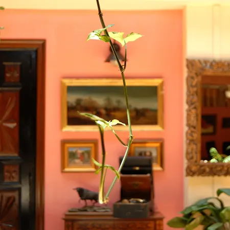 Hotel Pinomar 3*